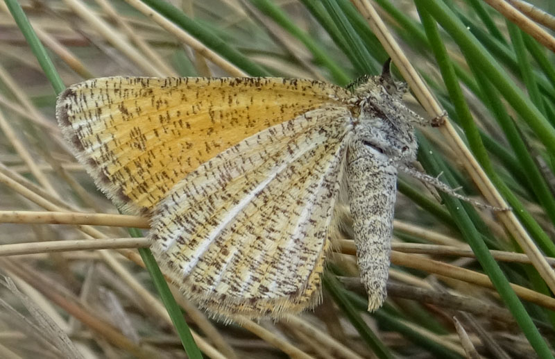 Isturgia limbaria - Geometridae Ennominae